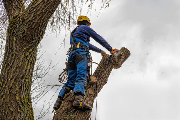 Best Commercial Tree Services  in Kitsap Lake, WA